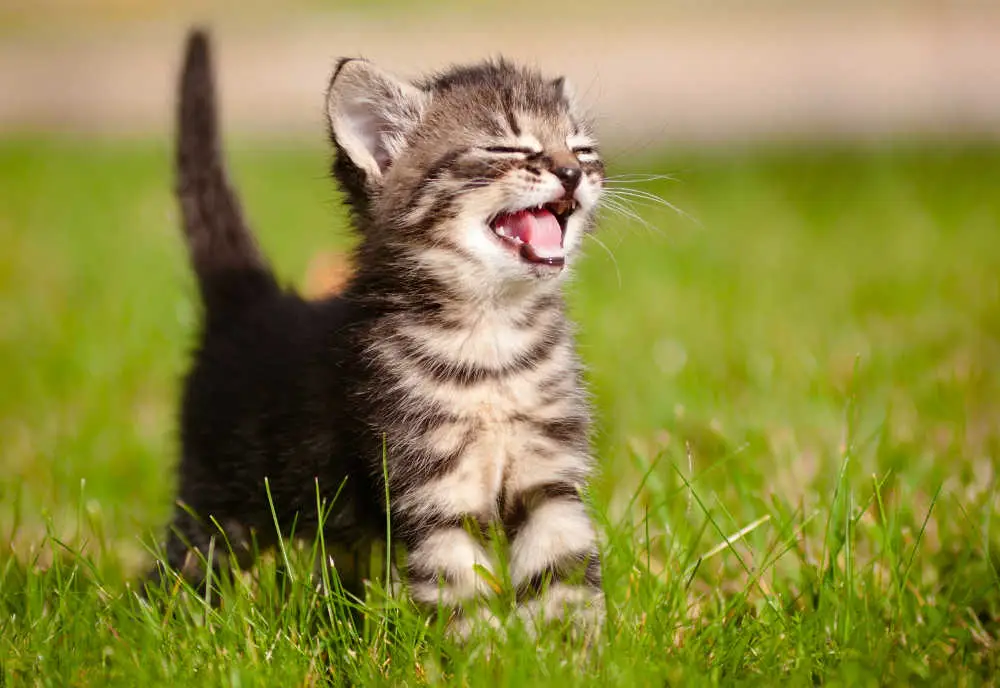 runt of the litter kitten on grass