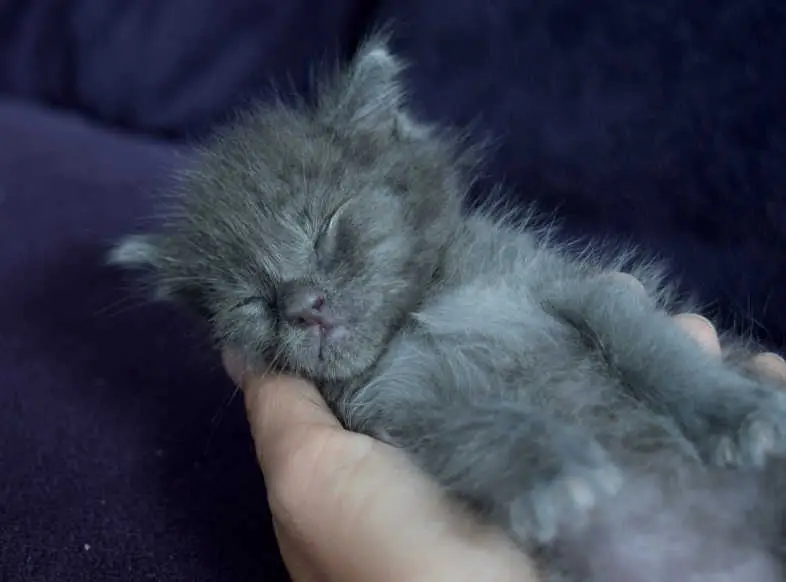 runt kitten