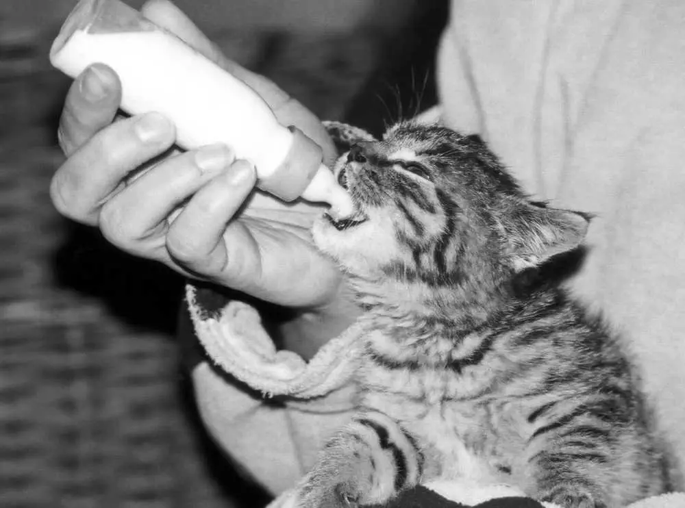 small kitten drinking milk off the bottle