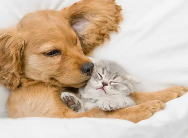 dog caring for runt kitten