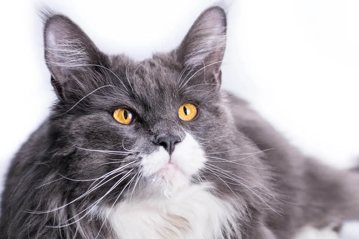 Cyanosis in cats