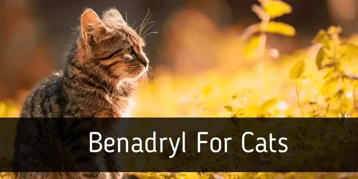 So verwenden Sie Benadryl -Flüssigkeit für Katzen: Unser Tierarzt erklärt