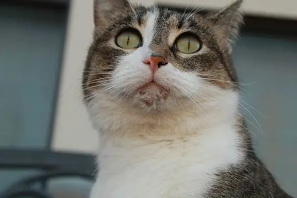 lumps on a cat’s chin 