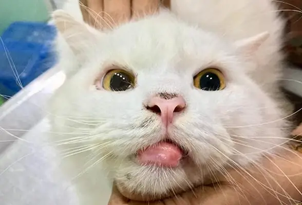 Skin lesions in cats