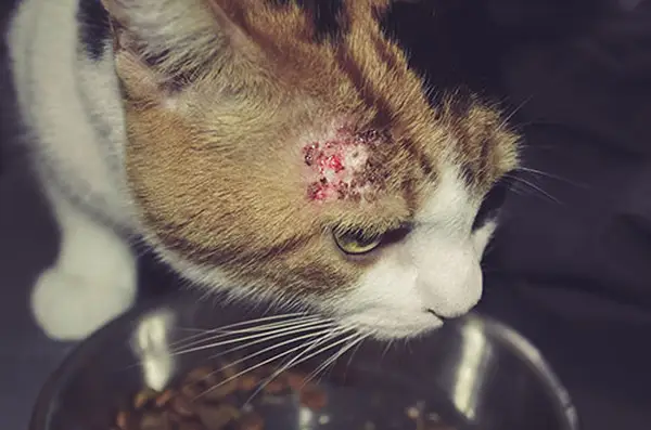 Dermatitis in Cats