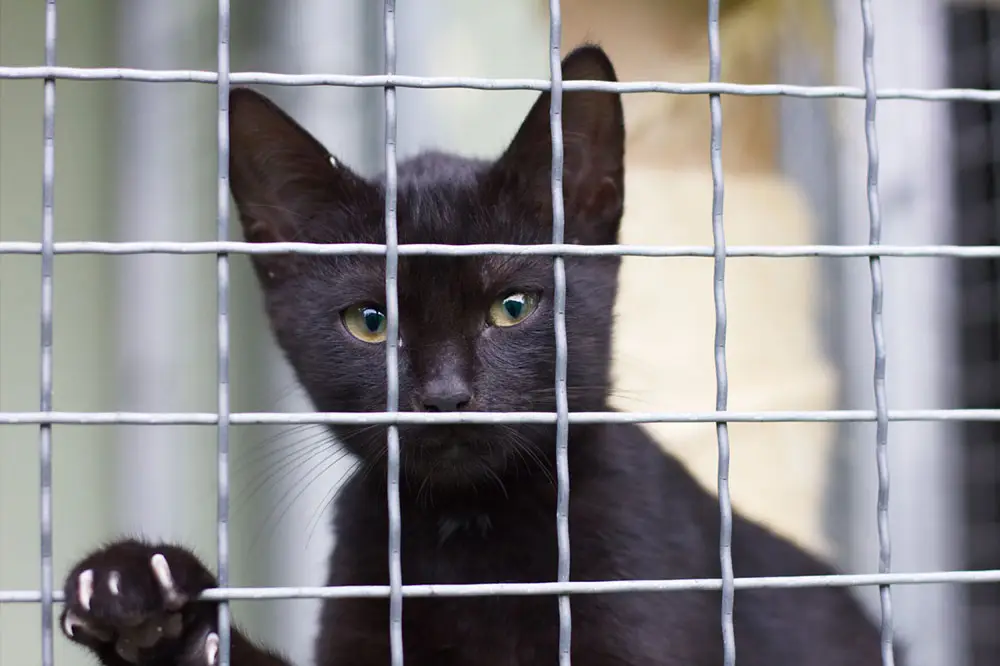 Interesting facts about black cats