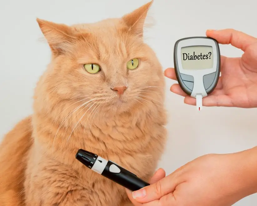 cat next to a meter that asks 