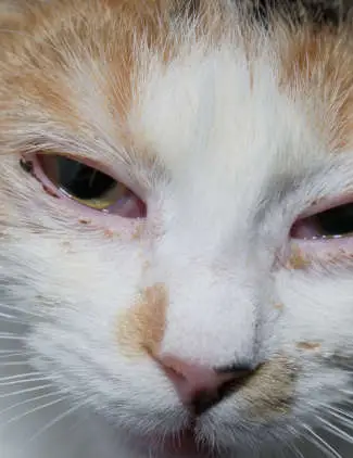 cat with eye infection