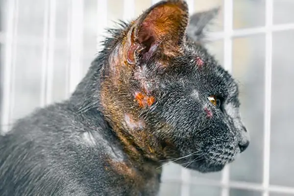 Close up of cat face allergic fungal skin disease