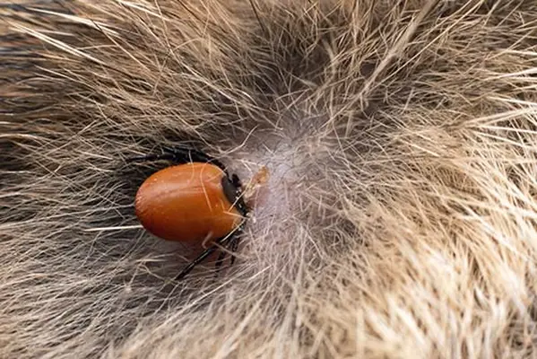 A dangerous carrier of infections