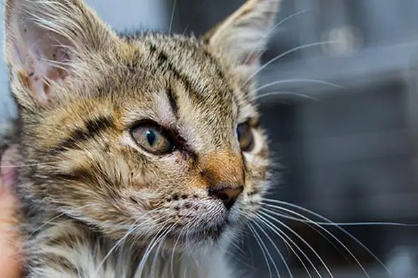  kitten with angioedema