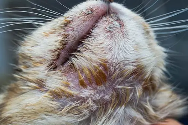  kitten with angioedema on neck