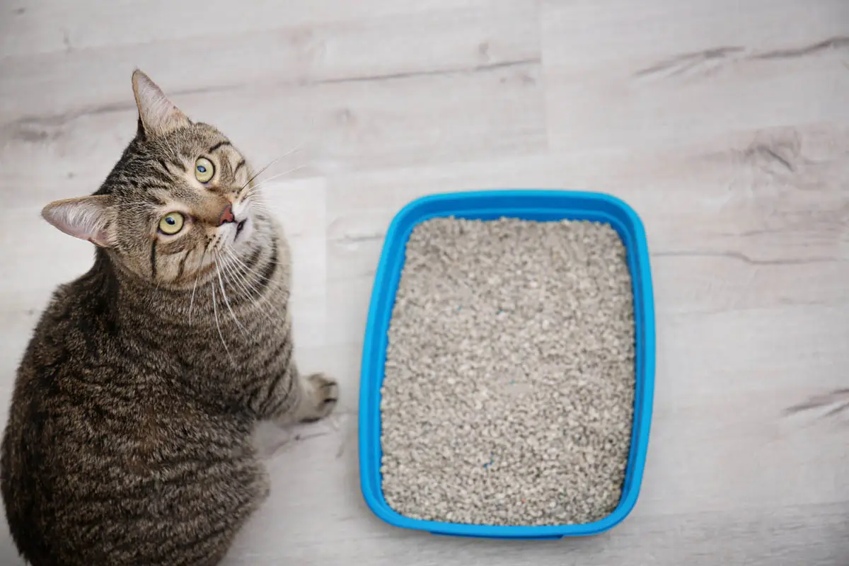 Common causes of litter tray refusal