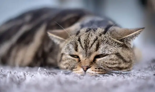 Cat in pain