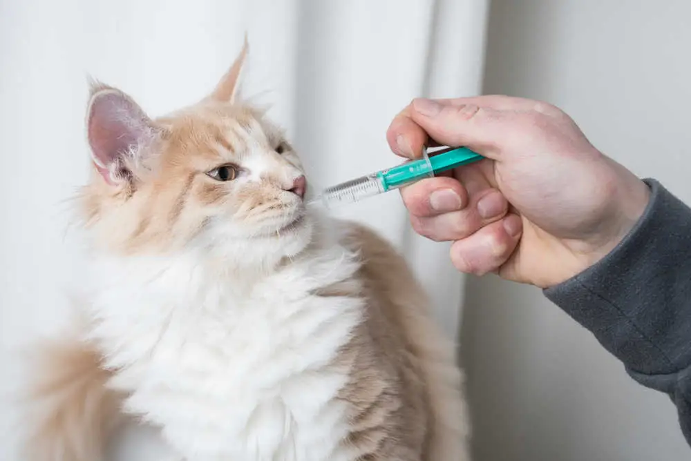 4 Lanxantes Cat Safe: Állat -egészségügyi tippeink