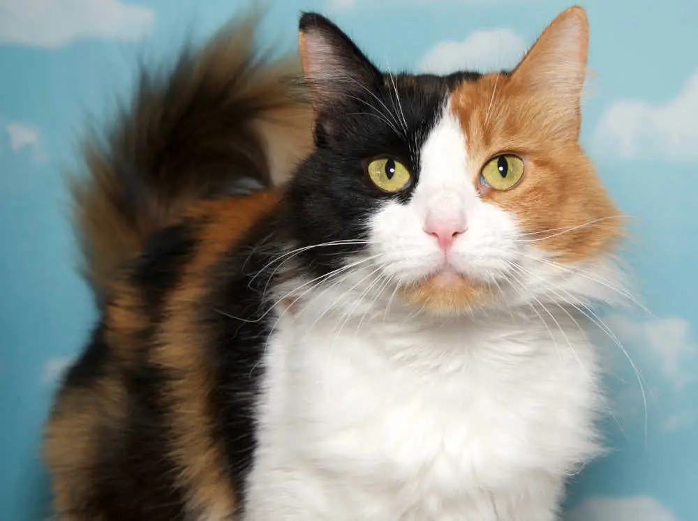 black and red calico cat