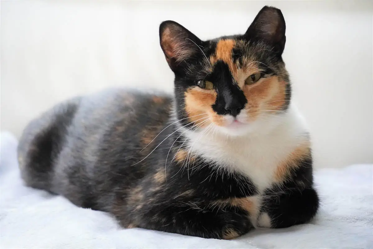 Partial breadloaf in a calico cat
