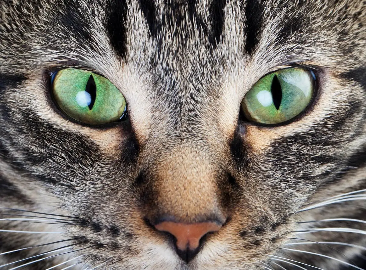 Zoonosis felinos - infecciones bacterianas