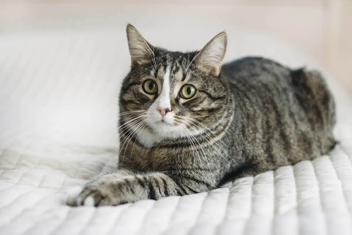 Multiple myeloma in cats