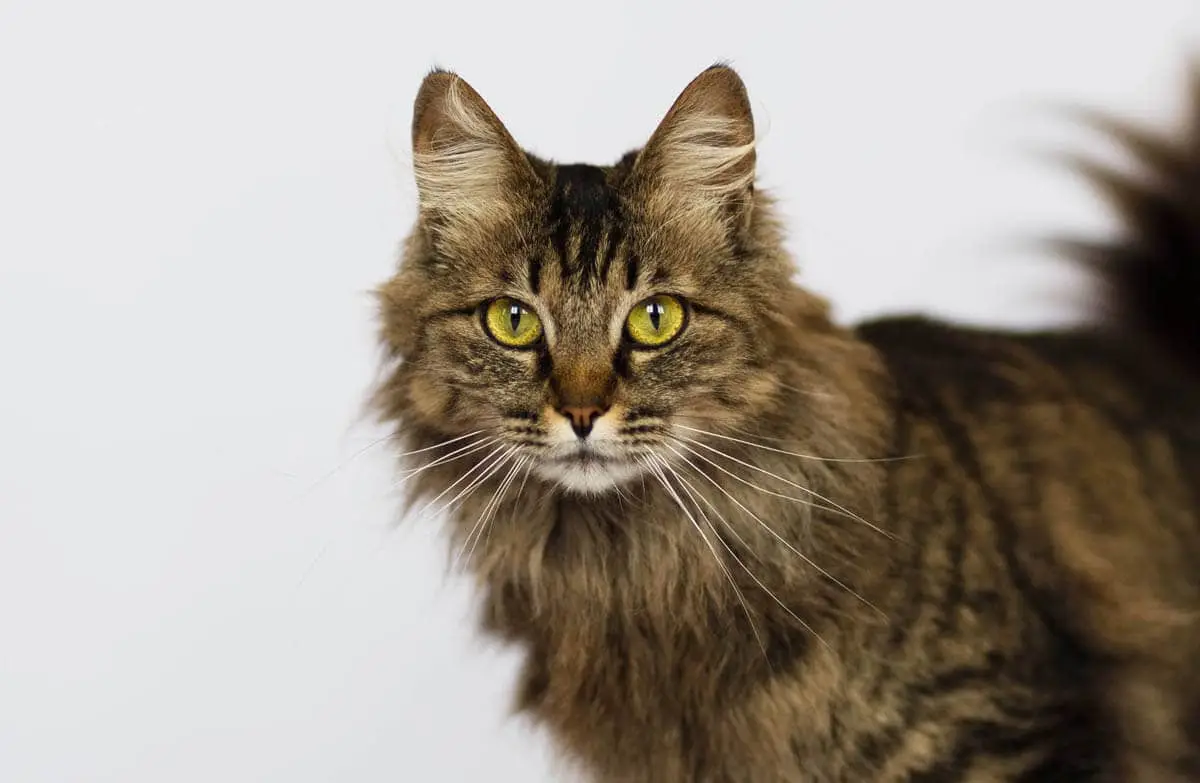 Bladder tumour in cats