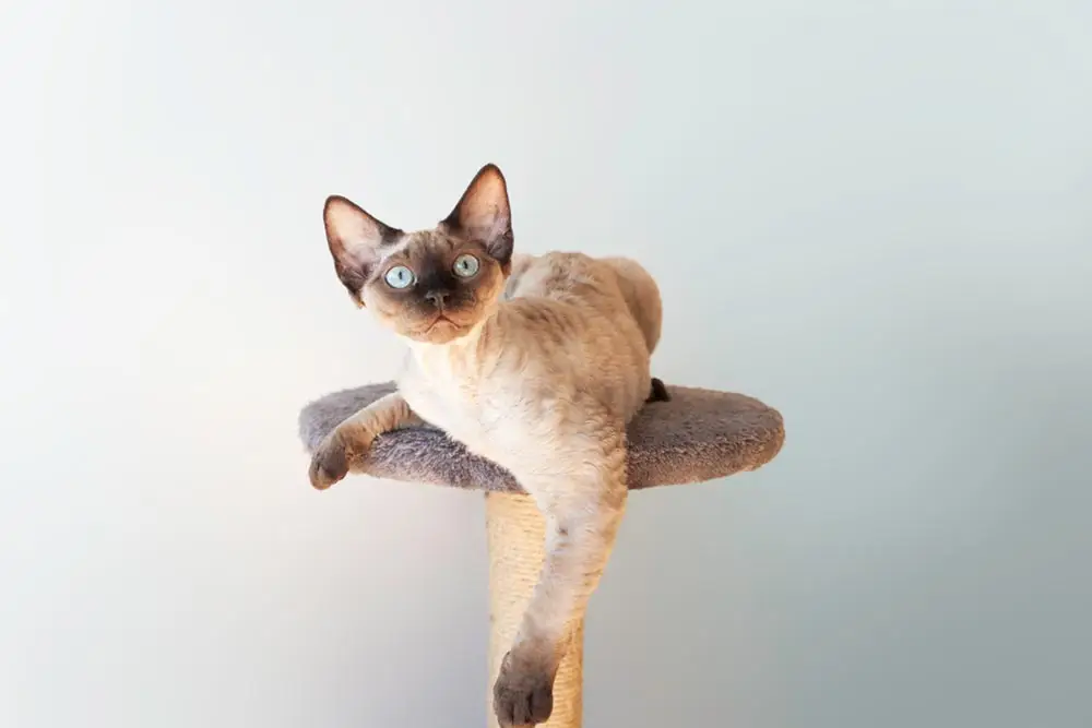 Devon Rex