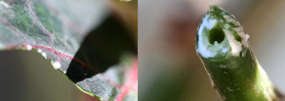 Irritant sap on a cut poinsettia branch and leaf