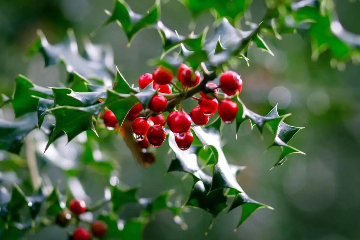 Christmas holly