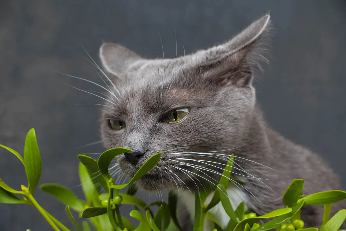 Is mistletoe toxic to cats?