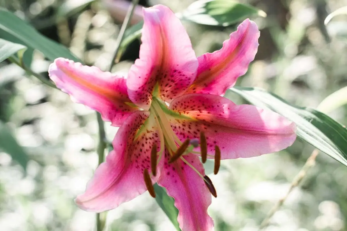 Lily