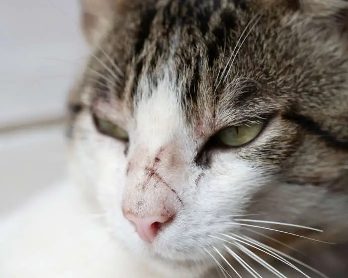 Scratch on nose of cat after fight with other animal on street