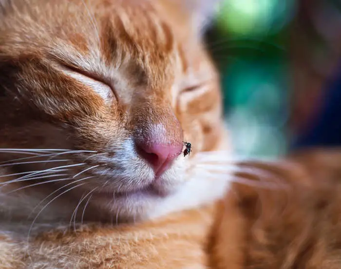mosquito on cat