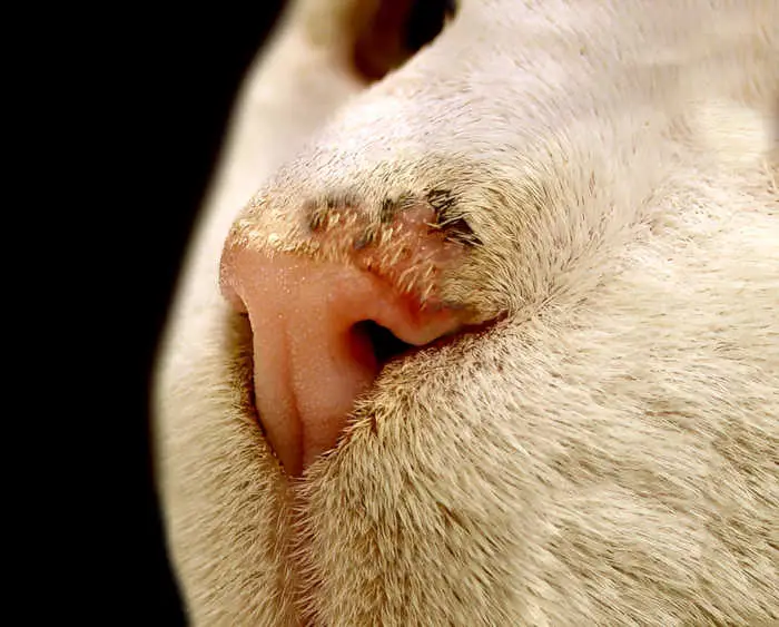 sunburn damages to a cat