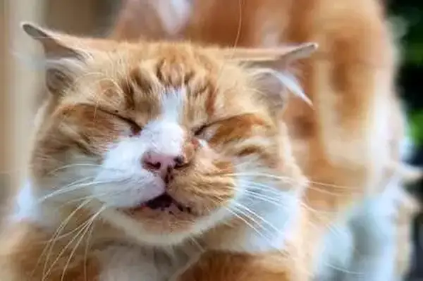 lentigo in cats