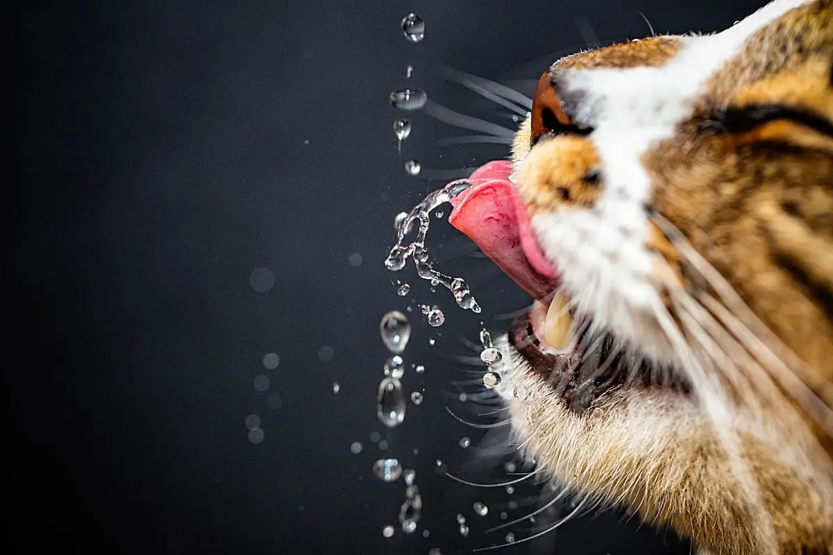 Warning signs of kidney disease in cats