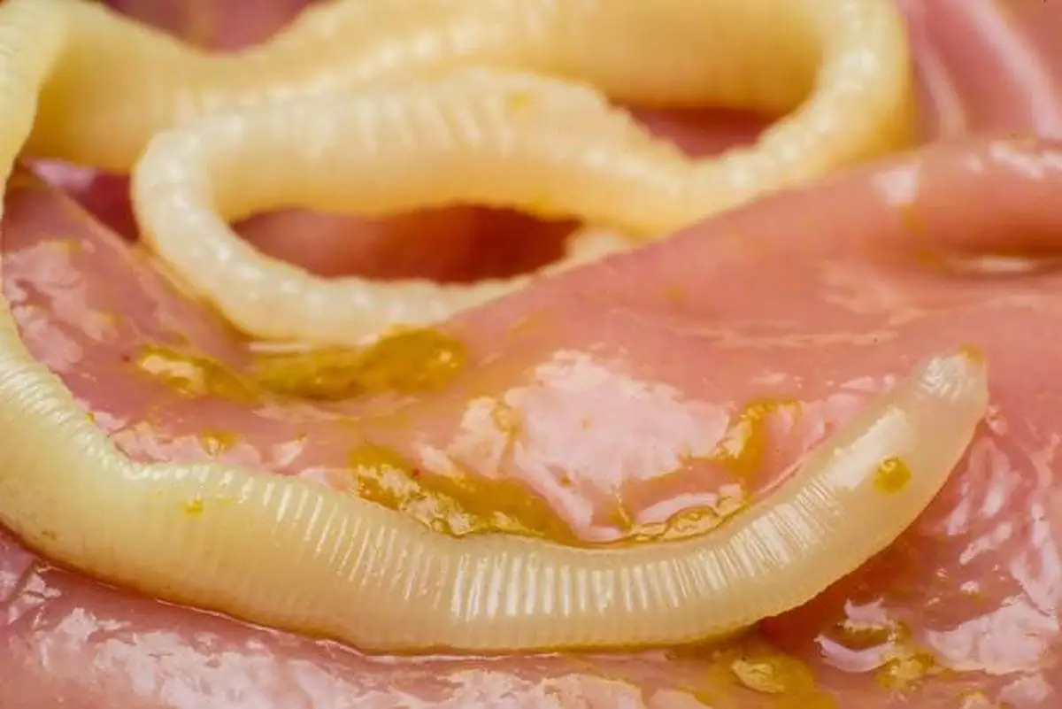 Tapeworm