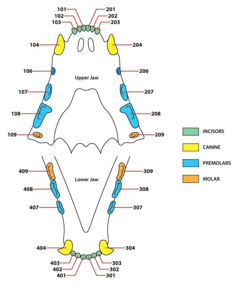 Cat dental chart