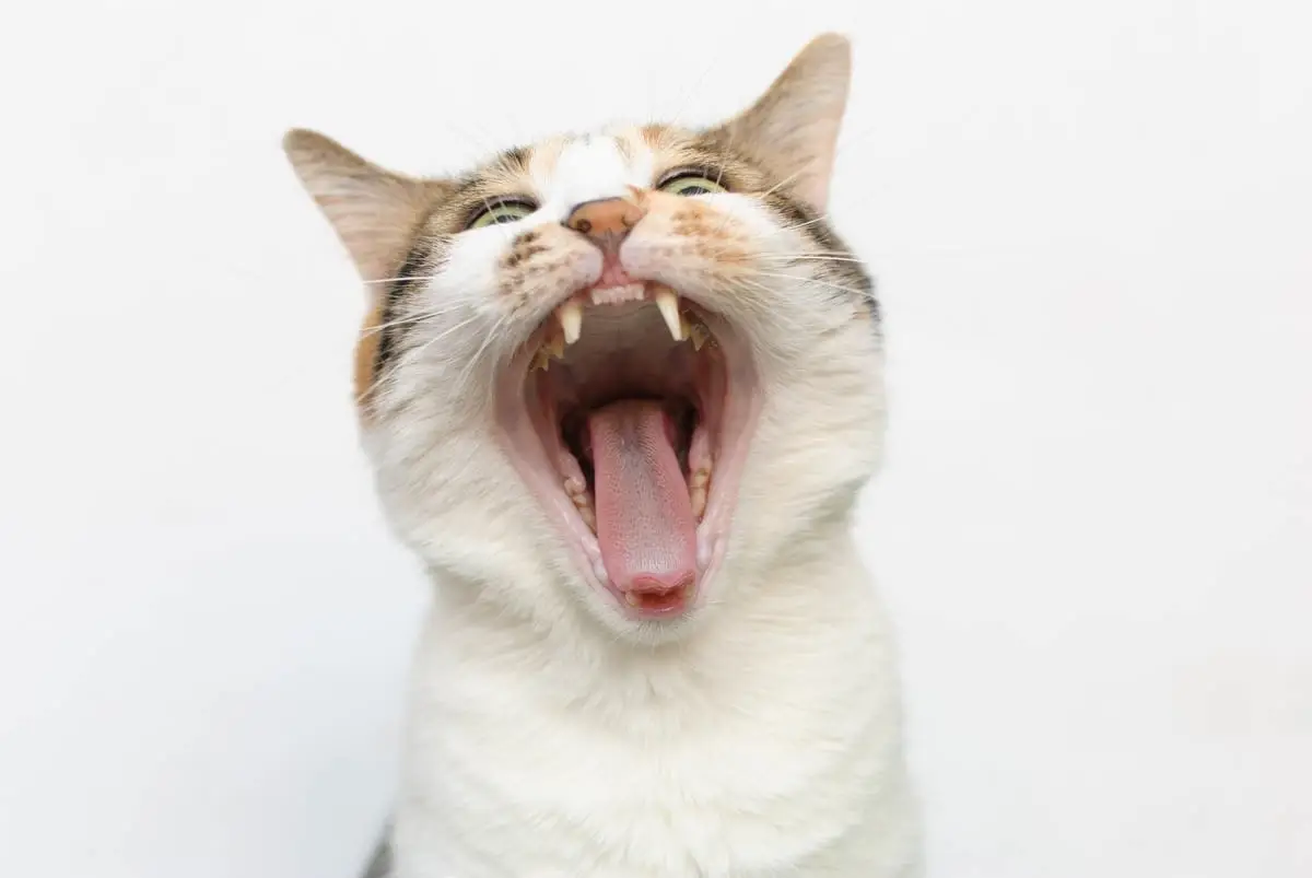 È normale che un gatto si perda i denti?