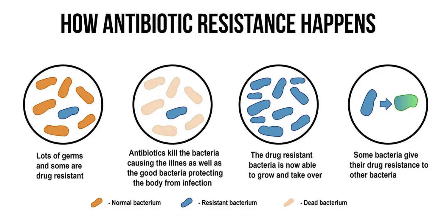 How antibiotic resistance happens