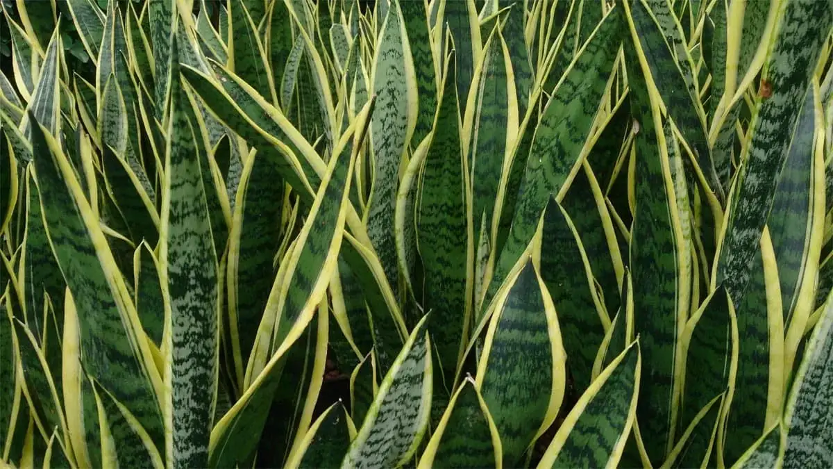 Sansevieria mérgező macskák: Mit kell tennie