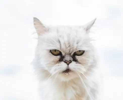 tear stains on a white cat who is frowning