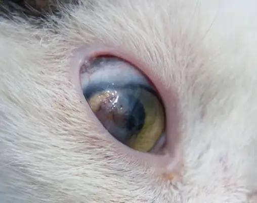 cat cloudy eyes closeup