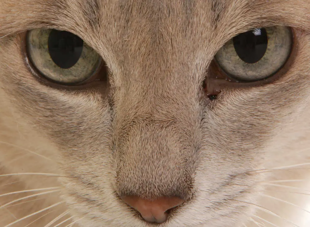 Costa negra intorno agli occhi e al naso del tuo gatto [consigli veterinari]