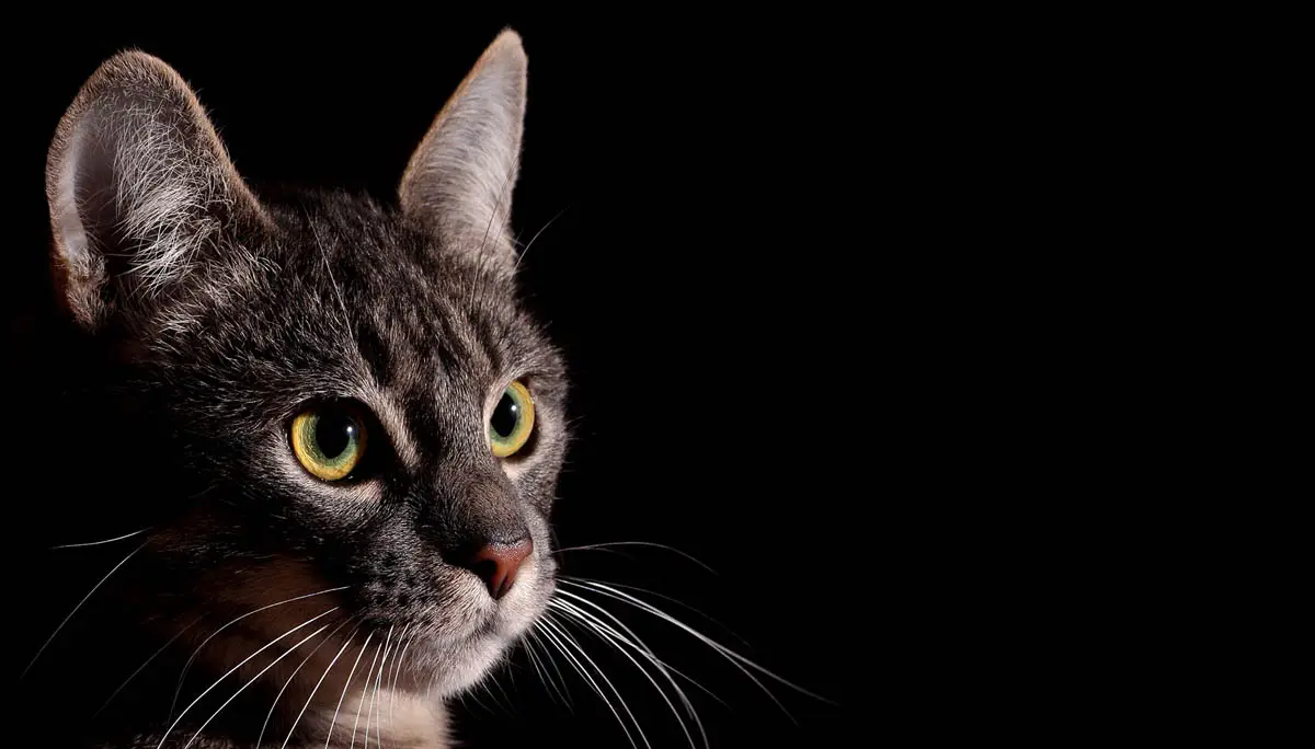 Brain tumour in cats