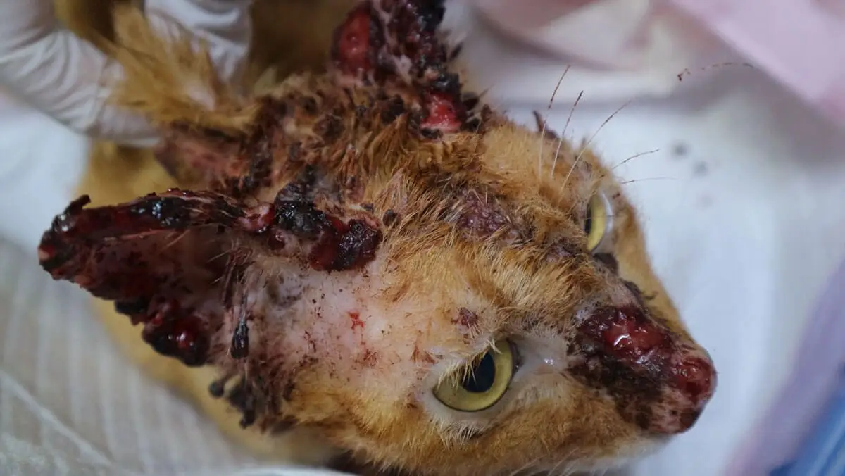 Cryptococcosis in cats