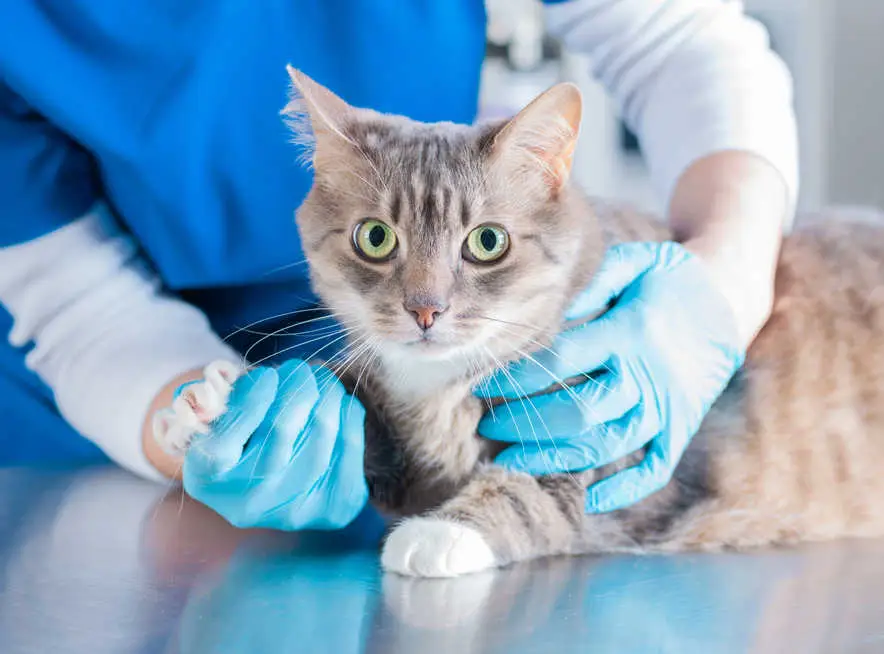 cat physical exam at the vet for lumps and bumps