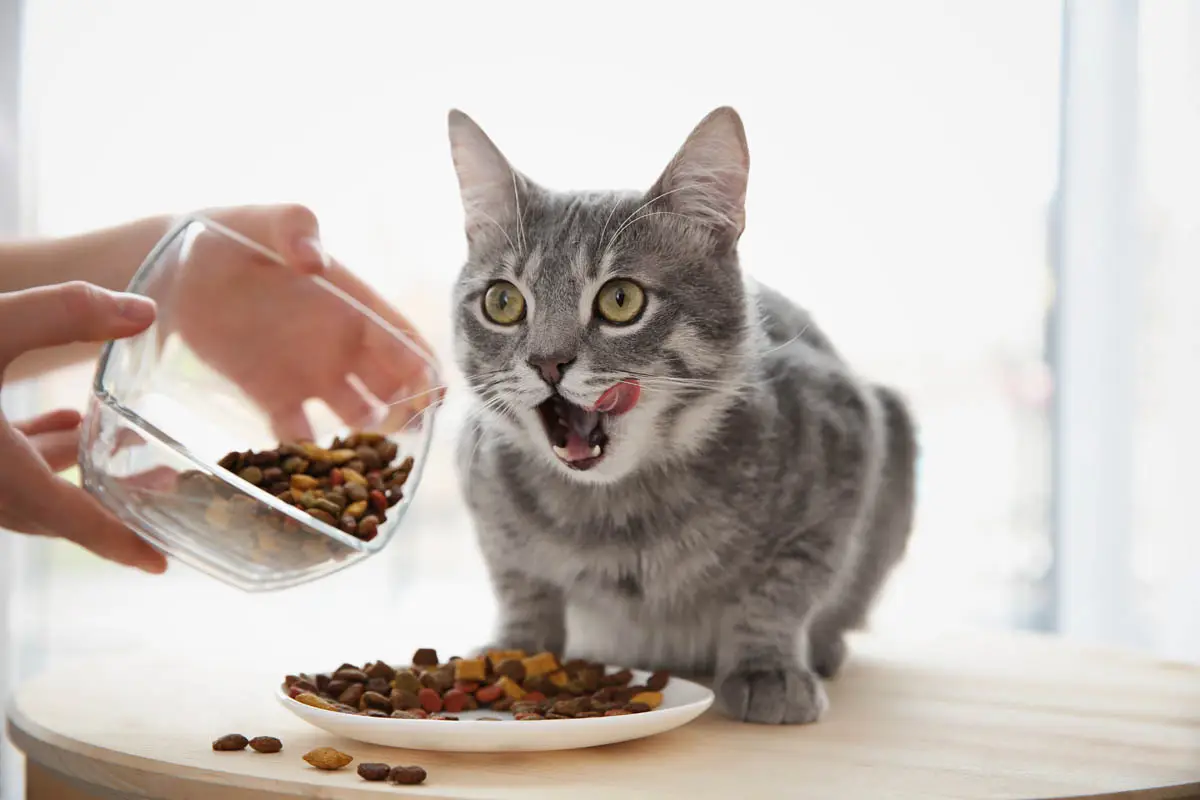 Mano katė turi mažai energijos, tačiau vis dar yra gera [veterinarijos gydytojas]