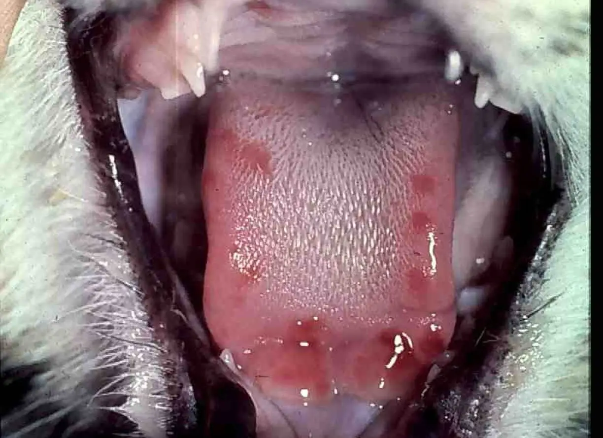Ulcers on a cat