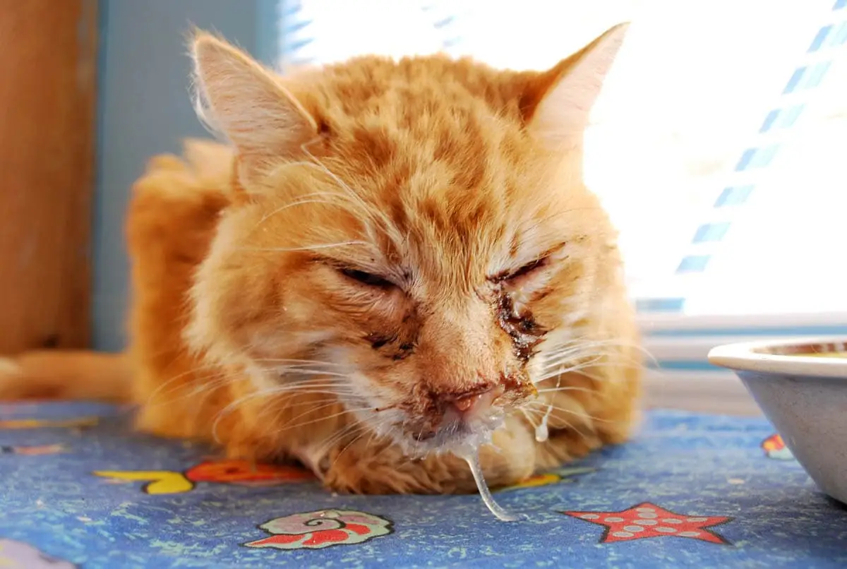 Cat flu