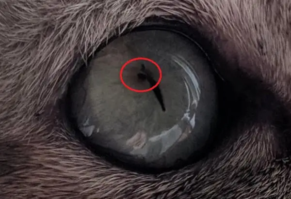 Close up of a corneal sequestrum in a cat
