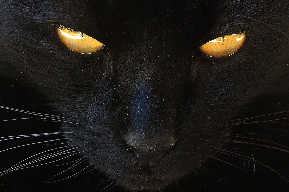 Black cat with dandruff